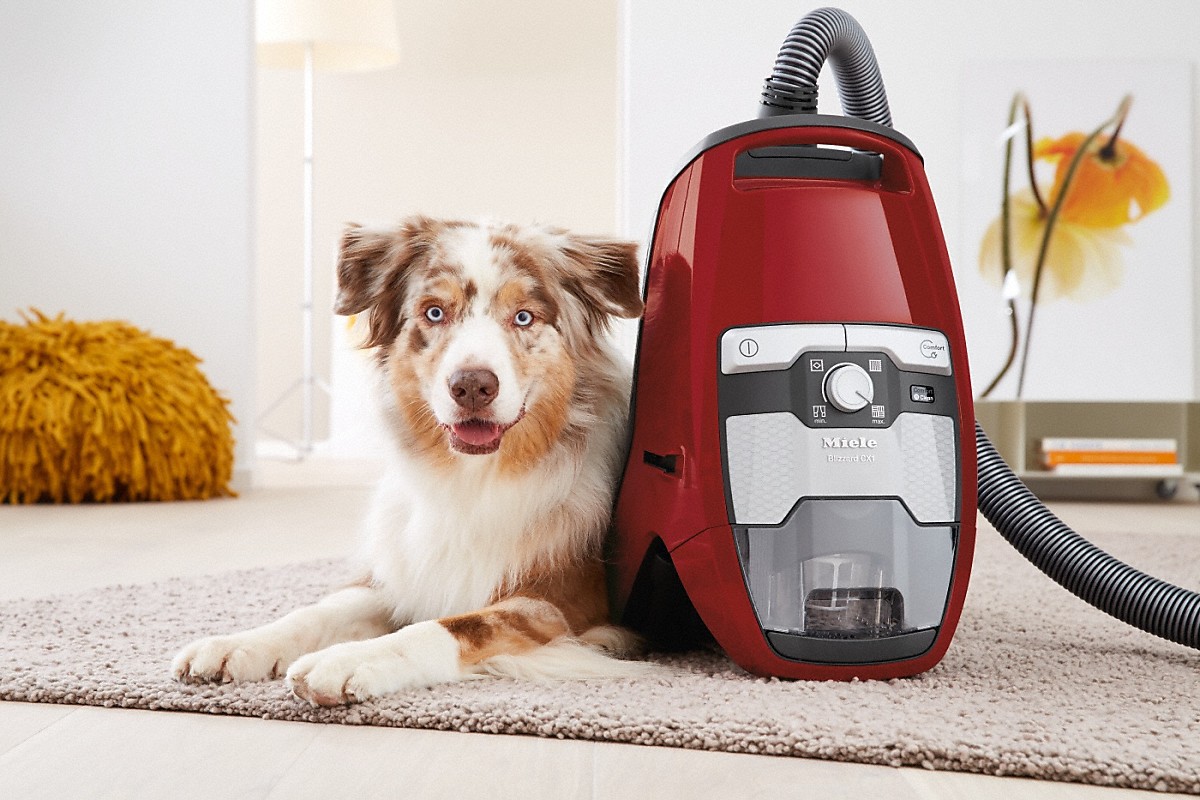 MIELE BLIZZARDCX1CATDOGPOWERLINEMART BLIZZARD aspirateur sans sac